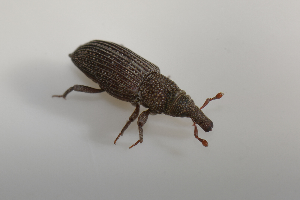 Dryophthorus corticalis - Dryophthoridae